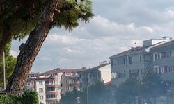 Düğün konvoyundan atılan havai fişek çam ağacını yaktı