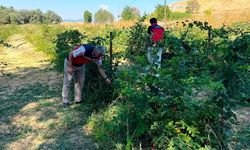 Dumlupınar Selkisaray Köyü'nde böğürtlen üretim alanı kontrol edildi