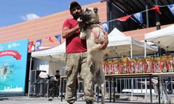 Dünyaca ünlü 'Anadolu aslanları' güzellik yarışında kıyasıya yarıştı
