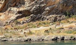 Elazığ'da dağ keçileri sürü halinde görüntülendi