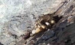 Elazığ'da sarp kayalıklarda oluşan doğal kaya balı bulundu