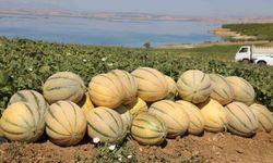 Elazığ'da yaklaşık 20 ton kavun hasadı bekleniyor