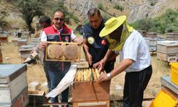 Erzincan'da bal hasadı başladı: Bin 500 ton rekolte bekleniyor