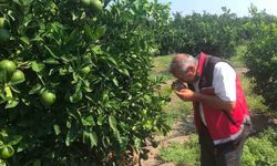 Erzin'de narenciye bahçelerinde hastalık denetimi yapıldı