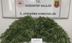 Gaziantep'te 116 kök kenevir ele geçirildi: 9 gözaltı