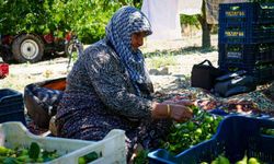 Geçen sene yaşanan zirai donun izlerine rağmen yaz armudu hasadı başladı: 200 ton rekolte bekleniyor