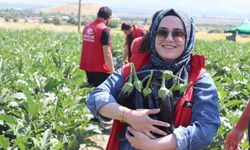 Gençlik merkezi gönüllüleri patlıcan hasadına katıldı