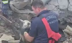 Göçük altında kalan 3 koyunu itfaiye kurtardı
