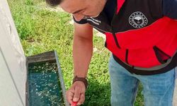 Haziran böceğiyle mücadele sürüyor