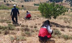 Hisarcık Karbasan köyünde organik adaçayı üretim alanları denetlendi