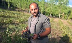 Hisarcık'ta aronya hasadı başladı