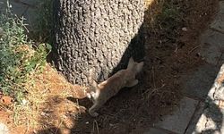 İtfaiyeden kedi kurtarma operasyonu