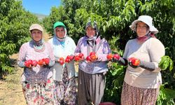 İznikli nektarin üreticisinden fiyat tepkisi