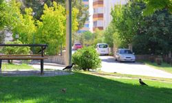 Kahramanmaraş'ta kargalar parkı mesken tuttu