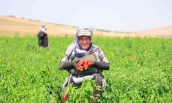 Kahramanmaraş'ta salçalık biber hasadı başladı