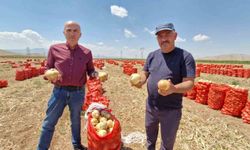 Karaman'da yazlık soğan üreticisinin yüzünü güldürüyor