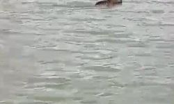 Kars'ta boz ayı çöplükten çıktı, barajda yüzdü