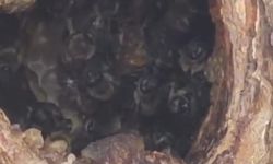 Kayısı ağacındaki oyuk, bal arılarına yuva oldu