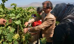 Kaymakam Güldoğan bağa girip üzüm kesti