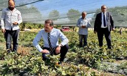Kaymakam Hökelekli tarımsal üretimi sahada takip etti