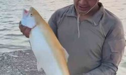 Keban Baraj Gölü'nde sarı renkli albino alabalık yakalandı