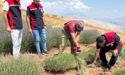 Kemah'ta mor bereket: Lavanta hasadı başladı