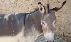 Kırsal mahalledeki başıboş eşek merak konusu
