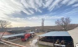 Kırşehir'de kayıp hayvanlarını ararken acı gerçekle karşılaştı