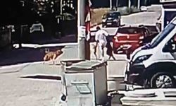 Köpeğini gezdirirken başka bir köpeğin saldırısına uğradı