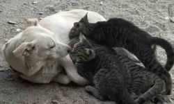 Köpek yavru kedilere annelik yapıyor