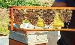 Kovan denetiminde bulunan kalp şeklindeki petek görenleri şaşırttı