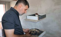 Küllerinden doğan güvercin oteli yeniden kapılarını açtı