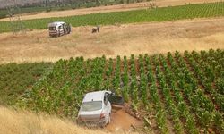 Malatya'da otomobil tütün tarlasına düştü: 3 yaralı