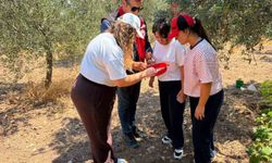 Manisa'da zeytin ve meyve bahçeleri zararlılara karşı takipte