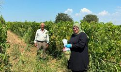 Manisa'nın organik üzümleri mercek altında