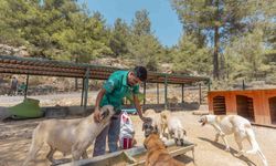 Mersin'de 3 bin 295 kedi ve köpek yeni yuvasına kavuştu