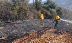 Milas Bafa'da tarım arazisindeki yangın söndürüldü