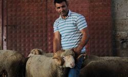 Milyonluk yerli koçun erkek üçüz yavrusu oldu