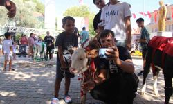Muğla'da Buzağı Güzellik Yarışması düzenlendi
