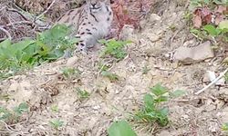 'Ormanın hayaleti' vaşak Sinop'ta ortaya çıktı