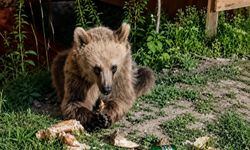 Piknikçilerin yiyecekleriyle beslenen bozayı ilgi odağı oldu
