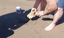 Plajda görülen yılan vatandaşlara panik yaşattı
