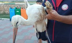 Reyhanlı'da yaralı leylek ekipler tarafından kurtarıldı