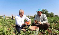 Şahinbey'den çiftçilere 53 milyon fide desteği