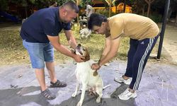 Sarıgöl'de av köpeklerine kuduz aşısı seferberliği