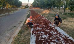 Sarıgöl'de sezonun ilk kuru üzümü çuvala girdi