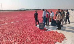 Saruhanlı'da 1.500 ton kuru domates ihraç ediliyor
