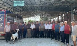 Seydikemer'de yangında hayvanlarını kaybeden çiftçilere küçükbaş hayvan desteği