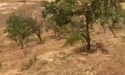 Siirt'te yaban domuzları 20 yıllık fıstık ağaçlarına zarar verdi