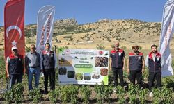 Şırnak'ta TAKE Projesi kapsamında sebze hasadı gerçekleştirildi